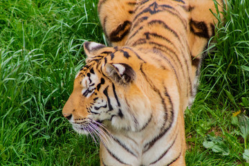 tigers strolling and relaxing in a green meadow with rocky walls