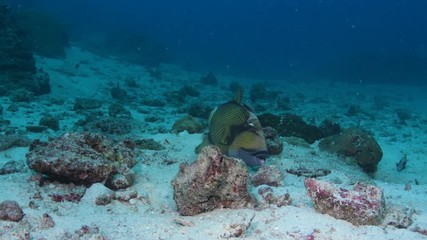 Titan Triggerfish, Balistoides viridescens closeup in Andaman sea