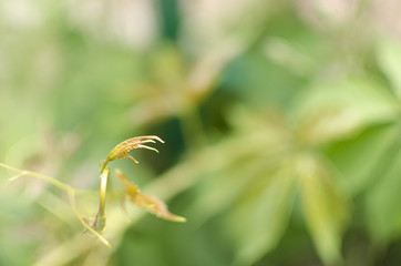 Green leaves in early spring. Green background with rambling vine.