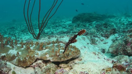 Ornate ghost pipefish, Solenostomus paradoxus closeup in Andaman sea