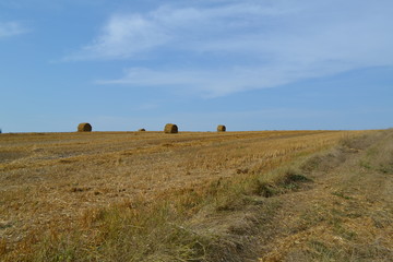Obraz premium bales of hay in field
