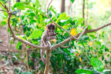 A young monkey with the fruit pod from a Samanea saman at the Monkey Forest Sanctuary in Ubud, Bali, Indonesia 