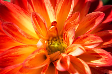 Orange Dahlia Flower