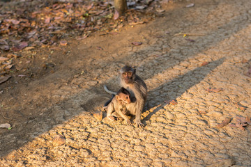 A macaque monkey with a baby macaque at a Monkey Forest Sanctuary in Ubud, Bali, Indonesia