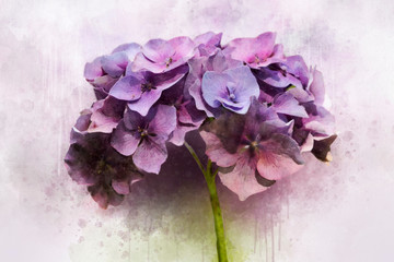 A watercolor drawing of a single purple hortensia (Hydrangea macrophylla), vintage style, botanical...
