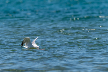 Herring gull (Larus argentatus) feeding on a dead fish (believed to be a common carp (Cyprinus carpio)) in Lake Michigan, USA.