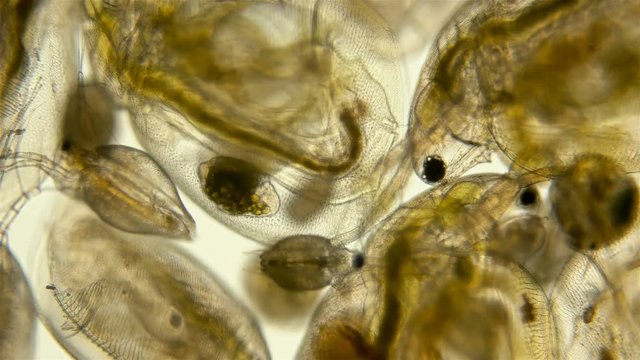 Zooplankton under the microscope. A colony of different plankton microorganisms in a drop of water. Daphnia, Cyclopidae, Bosmina - crustaceans living in seas, rivers, ponds. Located at the bottom of