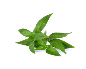 Andrographis paniculata leaf on white background