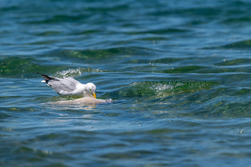 Herring gull (Larus argentatus) feeding on a dead fish (believed to be a common carp (Cyprinus carpio)) in Lake Michigan, USA.
