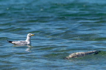 Herring gull (Larus argentatus) feeding on a dead fish (believed to be a common carp (Cyprinus carpio)) in Lake Michigan, USA.