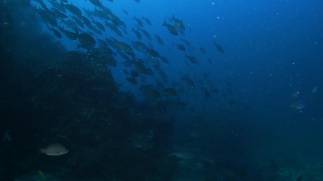 School of Emperor, Trevally and Rainbow runner feeding on Glassfish in tropical coral reef 