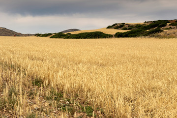 Yellow field with ripe wheat