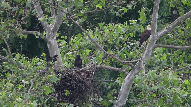 Bald Eagle Nest