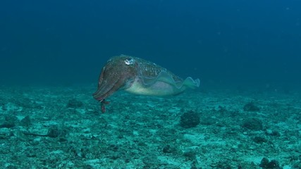 Pharaoh cuttlefish, Sepia pharaonis closeup in Andaman sea 