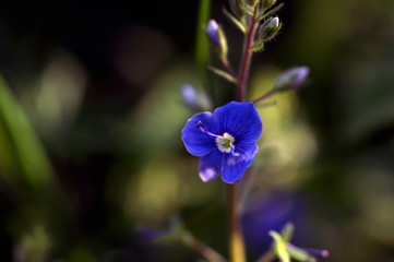 Fototapeta na wymiar Beautiful purple speedwell flower - macro shot