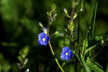 Blue speedwell blooming in a field