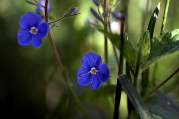 Veronica chamaedrys - blue and purple flower