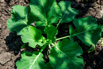 Photo of cabbage sprout in the garden. Bed with young cabbage in the summer. Growing cabbage in the ground in the garden. Formation of a cabbage head with growth