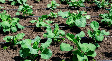 Photo of cabbage sprout in the garden. Bed with young cabbage in the summer. Growing cabbage in the ground in the garden. Formation of a cabbage head with growth
