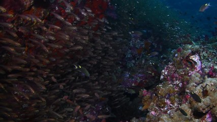 Shoal of Pygmy Sweeper, Parapriacanthus ransonneti in tropical coral reef