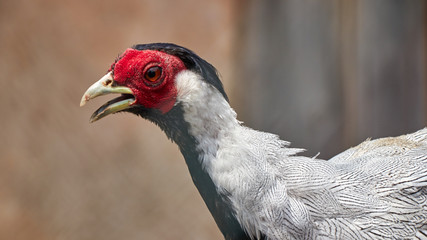 Young silver pheasant side