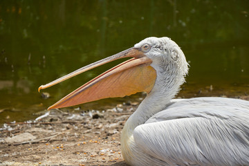 A pelican sitting mouth open