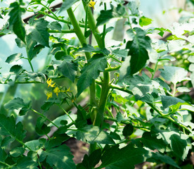 Closeup of a tomato bush that grows in a greenhouse. The color of the tomato. As the tomato grows in the garden, farm and teplilie. Agricultural cultivation of vegetables