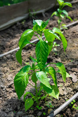 Closeup of a young bush of sweet pepper in a greenhouse. Growing paprika in the garden. Farm cultivation of healthy vegetables