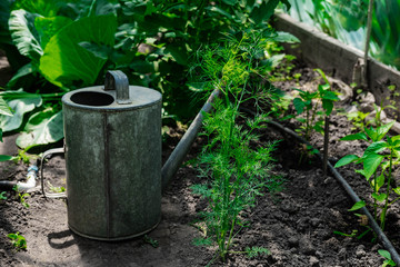 Photo bushes of tomato and pepper in the greenhouse with a metal polivalki. Watering can for watering in the greenhouse. Conceptual photo of growing vegetables in greenhouses