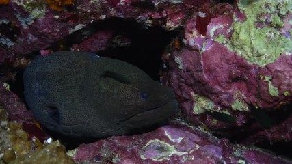 Giant Moray eel, Gymnothorax javanicus closeup in Andaman sea 