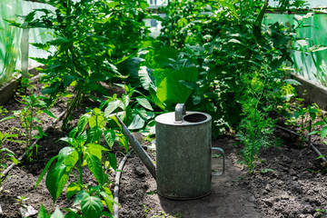 Photo bushes of tomato and pepper in the greenhouse with a metal polivalki. Watering can for...