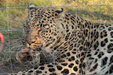 leopard on tree