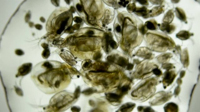 Zooplankton under the microscope. A colony of different plankton microorganisms in a drop of water. Daphnia, Cyclopidae, Bosmina - crustaceans living in seas, rivers, ponds. Located at the bottom of