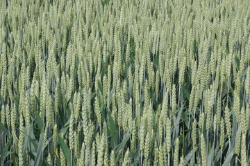 Grüner Weizen auf dem Feld