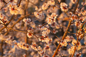 Apricot blooming at sunset. Spring changes in plant life. White flowers of fruit tree.