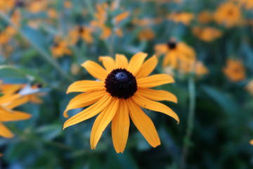 yellow flower on background of blue sky