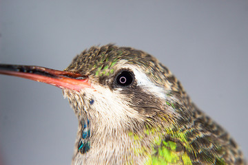 hummingbird portrait amazilia brevirostris