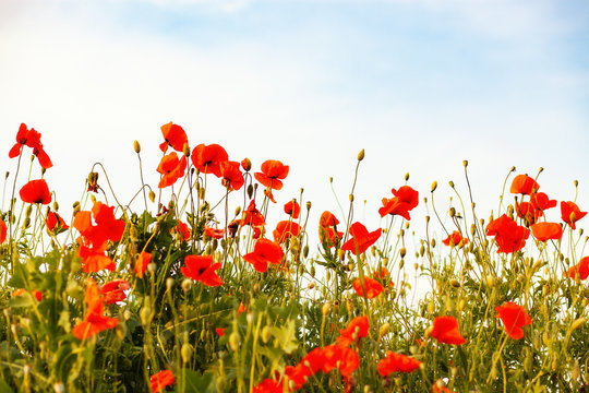 beautiful poppy field- Armistice or Remembrance day background