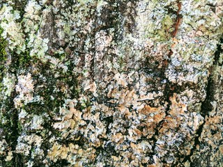 Detailed Rough Gritty Stone or Rock Background or Texture Pattern