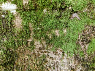 moss covered stone background or texture