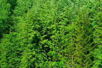 background - natural forest vegetation wall