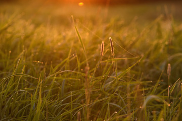 Early morning on the tips of the grass.