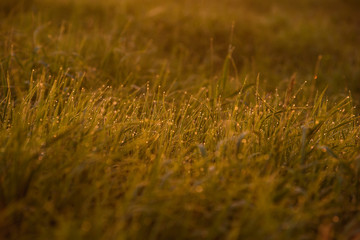 Early morning on the tips of the grass.