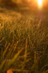 Early morning on the tips of the grass.