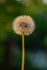Dandelion ready to spread ripened seeds. Taraxacum is a large genusflowering plants in the family Asteraceae, which consists of species commonly known as dandelions.