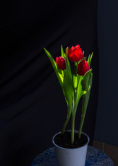tulip red
