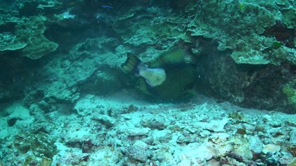 Titan Triggerfish, Balistoides viridescens closeup in Andaman sea