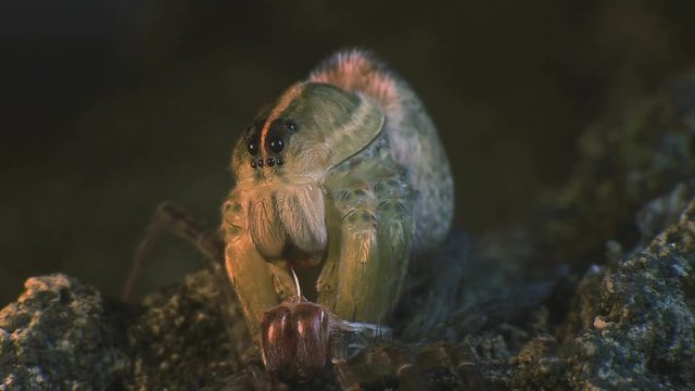 Fishing spider molting skin 1193 7
