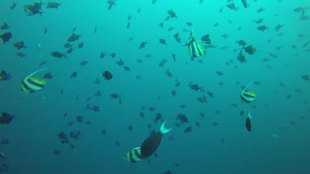 Fish in sea. Bannerfish and triggerfish in ocean 