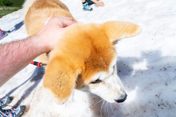 Close-up of Akita Inu, Akita inu dog close-up portrait. Japanese Dog Akita Inu Winter Background. Shiba inu.  6 months old puppy portrait. Dog portrait